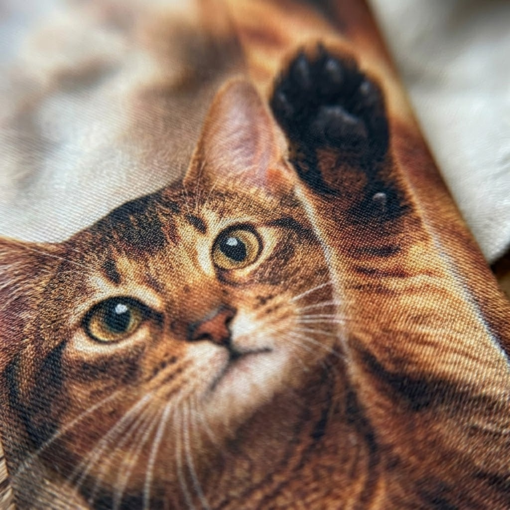 Code vestimentaire pour chats : cravate