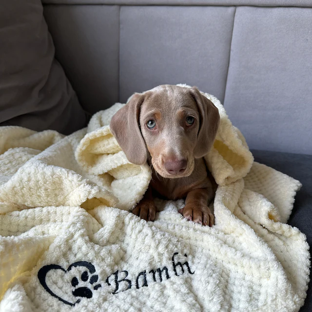 Personalized Warm Pet Blanket for Comfort & Unique